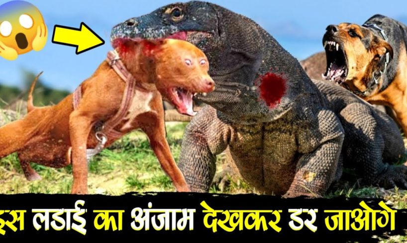 जब जंगली जानवरों की मुलाक़ात इन छिपकलियों से हुई - When Animals fights Komodo Dragons