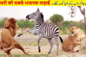 जानवरों की सबसे भयानक लड़ाई | Most Dangerous Wild Animal Fights | theinfofact