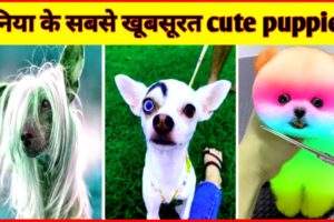 दुनिया का 12 सबसे Cute Dog Baby | Top 12 Most Adorable Puppies In The World