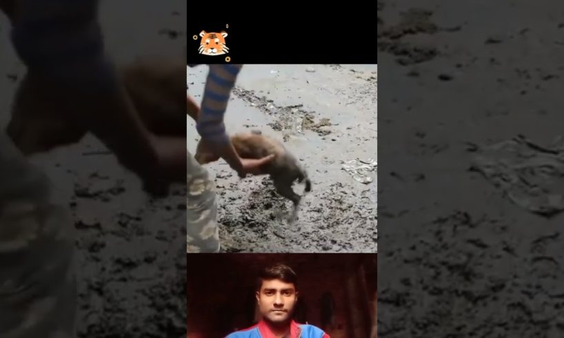 बेचारा ठंड से kap रहा था 🥺#shorts #rescue #animals #humanity#dog#vedio #youtube @481 Rescue shorts
