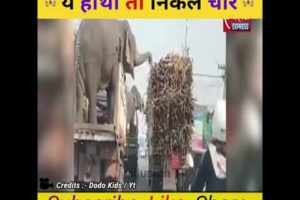 ये हाथी तो निकले चोर 😂 #shorts #viral #trending #viralvideo