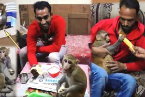हमें देखकर देखिए कहाँ चढ़कर बैठ गया बज़रंगी | Badaun Animal Rescue Team Shelter | Part 3