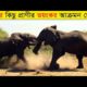 বন্য প্রাণীদের ভংকর আক্রমন | Top Animal Fights Videos | মায়াজাল | Priyo Bangla71