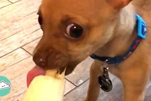 1-Pound Rescue Chihuahua Proves Dynamite Comes in Small Packages | Cuddle Dogs