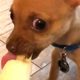 1-Pound Rescue Chihuahua Proves Dynamite Comes in Small Packages | Cuddle Dogs