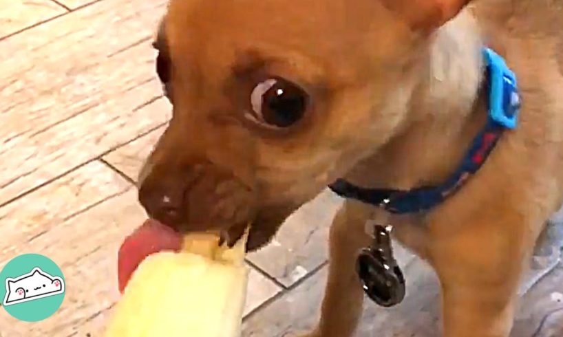 1-Pound Rescue Chihuahua Proves Dynamite Comes in Small Packages | Cuddle Dogs