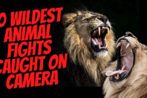 10 Wildest Animal Fights Caught on Camera