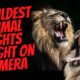 10 Wildest Animal Fights Caught on Camera