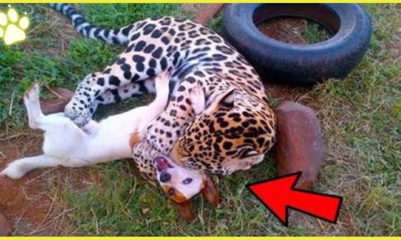 15 Dogs Mercilessly Attacked And Killed By Wild Animals