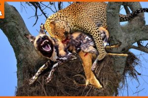 15 Merciless Moments When Leopards And Animals Fighting To The death