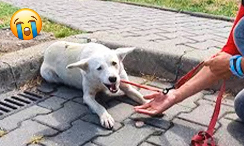 16 Animal Rescues That Will Break Your Heart