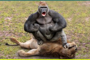 16 Horrifying Moments When Gorillas Attacked Their Opponent