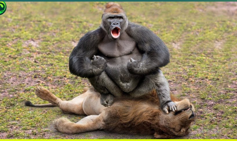 16 Horrifying Moments When Gorillas Attacked Their Opponent
