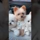 cutest puppies #cute #shorts #puppies#youtube #dog #funny #fun #hugbears