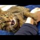 Funny animals - Funny cats / dogs - Funny animal videos 242
