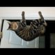 Funny animals - Funny cats / dogs - Funny animal videos / Best videos of July 2022