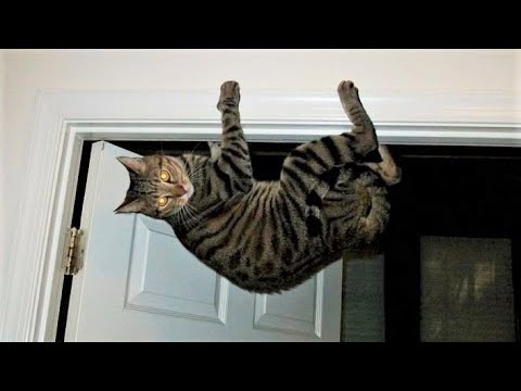 Funny animals - Funny cats / dogs - Funny animal videos / Best videos of July 2022
