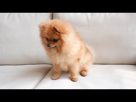 Cute baby animals Videos Compilation cutest moment of the animals -Cutest Puppies#babies#animal#cats