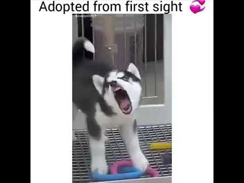 Cute baby animals Videos Compilation cutest moment of the animals   Cutest Puppies #1