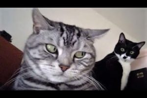 Funny animal videos - Funny cats / dogs - Funny animals 246