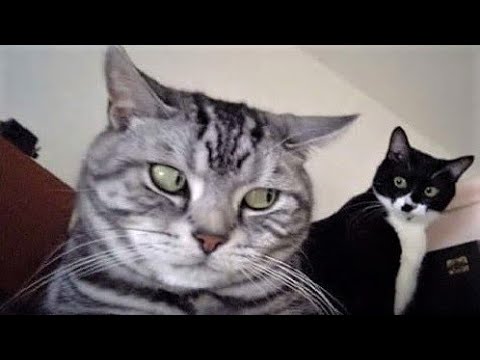 Funny animal videos - Funny cats / dogs - Funny animals 246