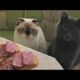 Funny animals - Funny cats / dogs - Funny animal videos 236