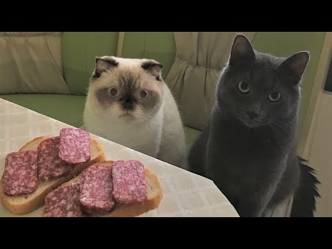 Funny animals - Funny cats / dogs - Funny animal videos 236
