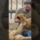 animal fights 💥 #shorts #lion #tiger