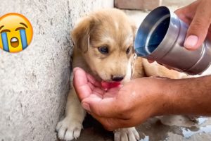12 Touching Animal Rescues That Will Make Your Heart melt #2