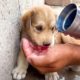 12 Touching Animal Rescues That Will Make Your Heart melt #2