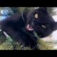 Funny animals - Funny cats / dogs - Funny animal videos 254