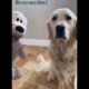 Adorable CUTEST GOLDEN PUPPIES and FUNNY That Make Your Day Better Cute Puppie