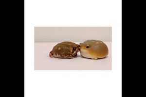 Tiny Rain Frog Playing Enjoying With Toy Frog Cute Animals @soramame_stagram Falcon Aquarium Service