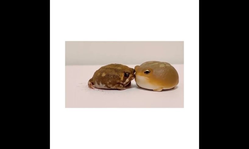 Tiny Rain Frog Playing Enjoying With Toy Frog Cute Animals @soramame_stagram Falcon Aquarium Service