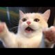 Funny animals - Funny cats / dogs - Funny animal videos 249