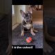 Cutest Puppies Ever! #shorts