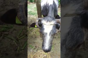 cow video 🙏🙏🐄😱😱 #shorts #short #youtubeshorts #viral #trending #shortvideo