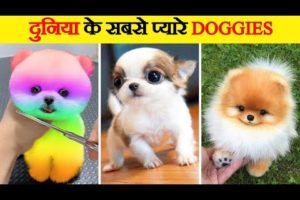 Dogs Doing Funny Things Tik Tok ~ Cutest Puppies TIKTOK Compilation ~ Fluppy