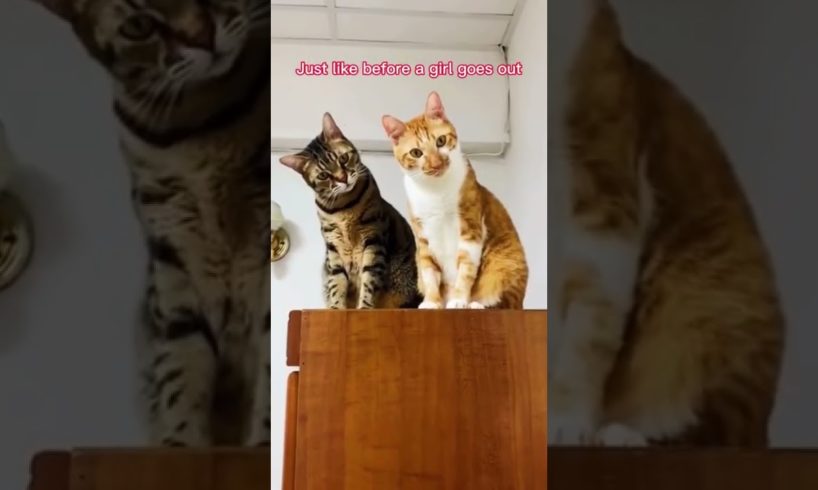 #Pets #lovers #Cutepets #Funny puppies🤣 #cute puppies #Shorts