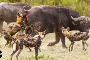 2 Buffalo Calves Try Fight Off Wild Dogs And What Happened After ?