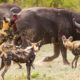 2 Buffalo Calves Try Fight Off Wild Dogs And What Happened After ?