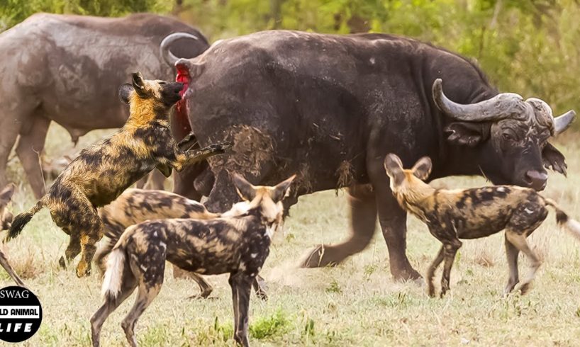 2 Buffalo Calves Try Fight Off Wild Dogs And What Happened After ?