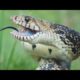20 Shocking Snake Attacks Caught On Tape | Abmr Jungle