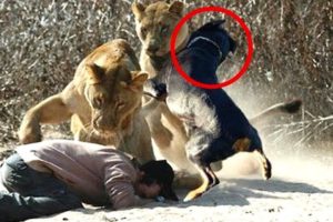 25 Animal HEROES Protecting Their Owners