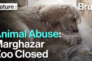 30 Animals Rescued, Marghazar Zoo Shuts its Gates