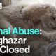 30 Animals Rescued, Marghazar Zoo Shuts its Gates
