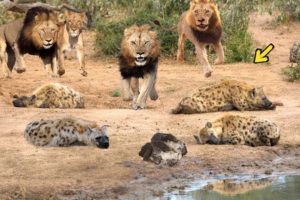 30 Most Merciless Battles Between Wild Animals