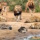 30 Most Merciless Battles Between Wild Animals