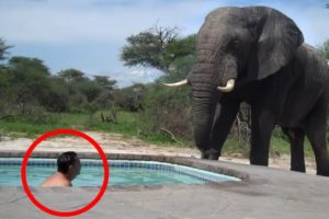 30 Scariest Elephant Encounters of the Year