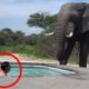 30 Scariest Elephant Encounters of the Year